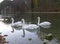 Three Mute Swans relaxing on Schwansee, the Lake at the foothill of Hohenschwangau Castle in Bavaria