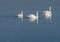Three mute swans swimming in calm water