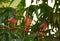 Three myna sitting on tree