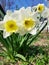 Three Narcissus flower on spring