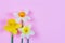 Three Narcissus flowers on a pink background with copy space.