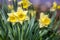 Three narcissus in a garden