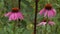 Three Narrow-Leaved Purple Coneflowers