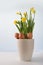 Three natural Easter eggs in a flower pot with yellow blooming daffodils Narcissus against a blue bright background with copy