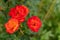 Three natural shaded orange roses with blurred bush in the background. morning concept