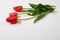 Three natural tulips flowers on white background - love and holiday concept