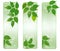 Three nature banners with green fresh leaves