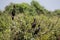 Three Neotropical Cormorants Perched on Bushes