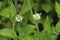 Three-nerved Sandwort