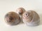 Three Neverita Duplicata (Shark Eye) Sea Snail Shells.