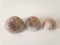 Three Neverita Duplicata (Shark Eye) Sea Snail Shells.