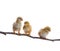 Three of new born chick on dry tree branch