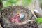 Three newborn birds blackbird or American Robin in a nest calling for their mother. Hungry babies are still blind and have no