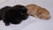 Three Newborn Blind Little Black and Red Kittens Crawling on a White Background