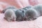 Three newborn gray kitten sleeping together  on a pink coverlet. Close-up