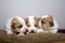 Three newborn Jack Russel Puppies