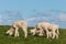 Three newborn lambs grazing
