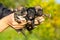 Three newborn puppies in hands