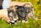 Three newborn puppies in hands