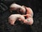 Three newborn rats on black nest. Light pink softness skin.