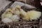 Three newly hatched baby muscovy ducks resting in their nest.