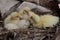 Three newly hatched baby muscovy ducks resting in their nest.