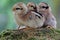 Three newly hatched chicks are looking for food in the moss-covered ground.