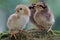 Three newly hatched chicks are looking for food in the moss-covered ground.