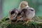 Three newly hatched chicks are looking for food in the moss-covered ground.