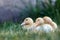 Three nice ducklings rest in the garden on the grass