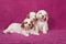 Three nice pupies posing on pink background