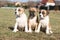 Three nice puppies of Stafford sitting together