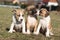 Three nice puppies of Stafford sitting together