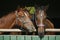 Three nice thoroughbred foals in the stable door