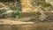 Three Nile crocodiles on the banks of the Mara river, Kenya