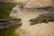 Three Nile Crocodiles Listening to Another Crocodile