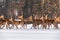 Three Noble Deer Stand Motionless Among The Running Herd In The Background Of The Winter Forest And Look Closely At You. A Herd Of