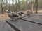 Three noisy miner birds on a table