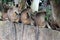 Three northern plains gray Langur relaxing under the tree at Udaygiri and Khandagiri Caves in Odisha, India.