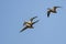 Three Northern Shoveler Ducks Flying in a Blue Sky