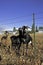 Three nubian goats by the fence.