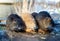 Three nutria rodents feeding near the river