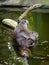 Three nutrias (coypu) resting on a tree branch in the pond.