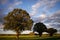 Three Oak Trees in Field of Rapeseed