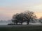 Three oaks in sunset mist