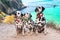 Three obedient Dalmatian dogs sit on the background of the azure sea and look at their owner. Two dogs in red collars