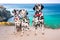 Three obedient Dalmatian dogs sit on the background of the azure sea and look at their owner. Two dogs in red collars