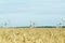 Three oil rigs working in the summer in a wheat field. Blue sky,