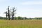 Three old oaks on big wide meadow