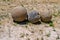 Three old stone spheres or kernels